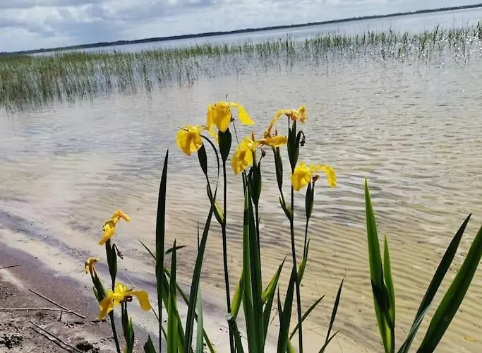 Maison Des Fleurs D'ajoncs